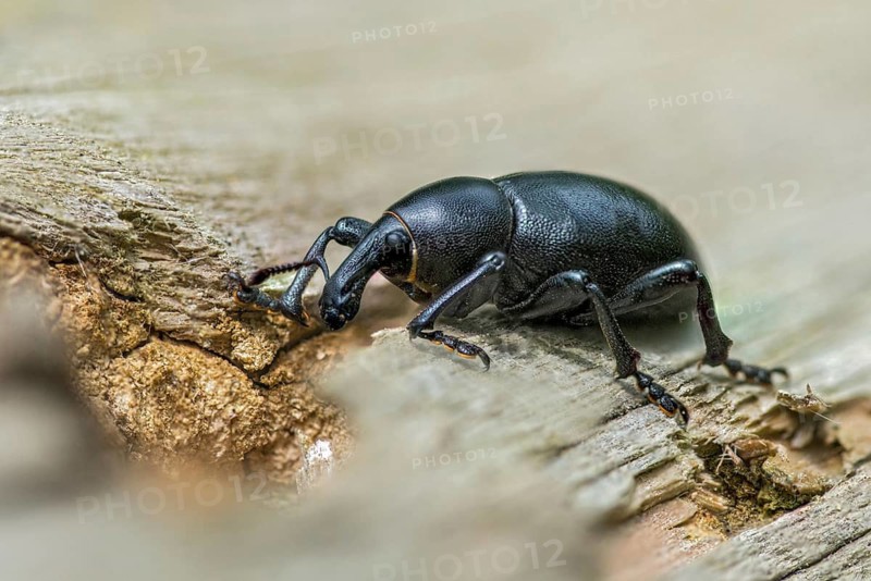 Carrot weevil, curculionidae, chervil weevils, liparus coronatus, weevils, beetles, coleoptera, insects, beetles