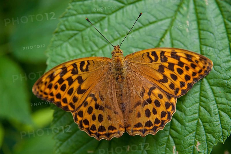 Argynnis Paphia, Kaisermantel, Silver-Washed Fritillary, Butterfly, Insects, Butterfly, Butterflies, Butterflies