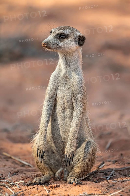 Sitting meerkat (Suricatta suricata), funny, Kgalagadi Transfrontier Park, Northern Cape, South Africa