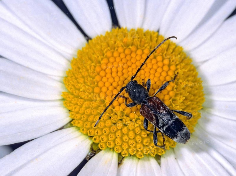 Anaglyptus mysticus, dark ornamental buck, grey-coated longhorn beetle, longhorn beetle, insects, beetles, leo