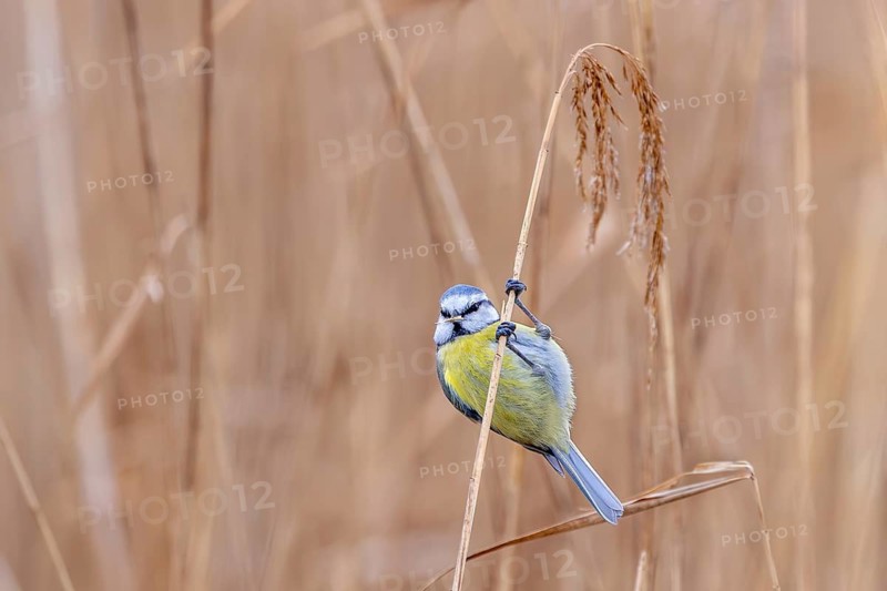 Eurasian blue tit (Cyanistes caeruleus, Parus caeruleus) perched on reed stem while foraging in reed bed in winter