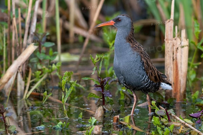 Rallus aquaticus, water rail, birds, gruiformes, cranes, rails, harrows, rallidae, birds, waterbirds, waterbirds, waterbirds