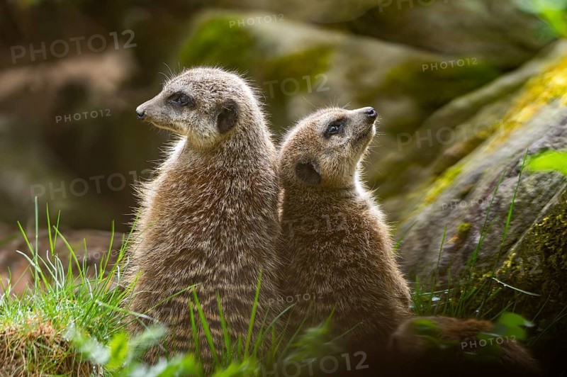 Meerkat (Suricata suricatta) standing sweet and curious on a rock, captive, occurrence Africa