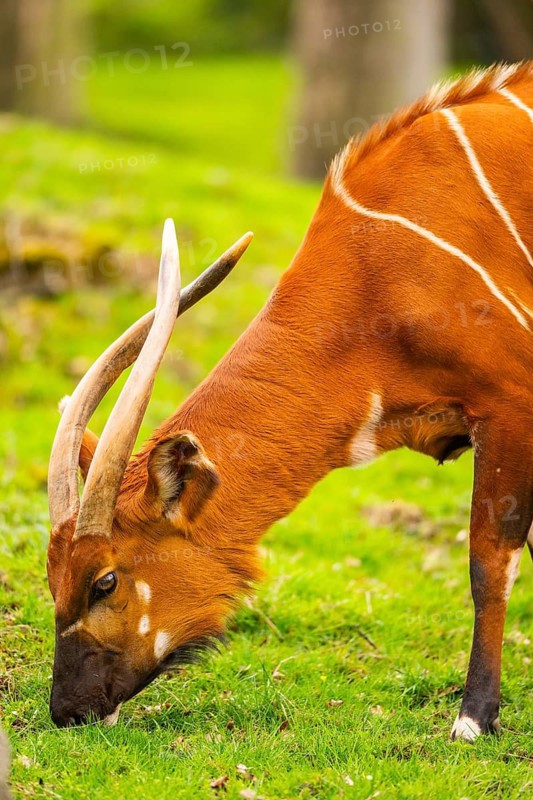 Bongo (Tragelaphus eurycerus) on a meadow in spring, portrait, captive, Germany