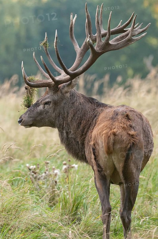 Artiodactyla, Cervus Elaphus, even-toed ungulate, cloven-hoofed, red deer, red deer, rutting, high size, deer, portrait, mammals, mammals