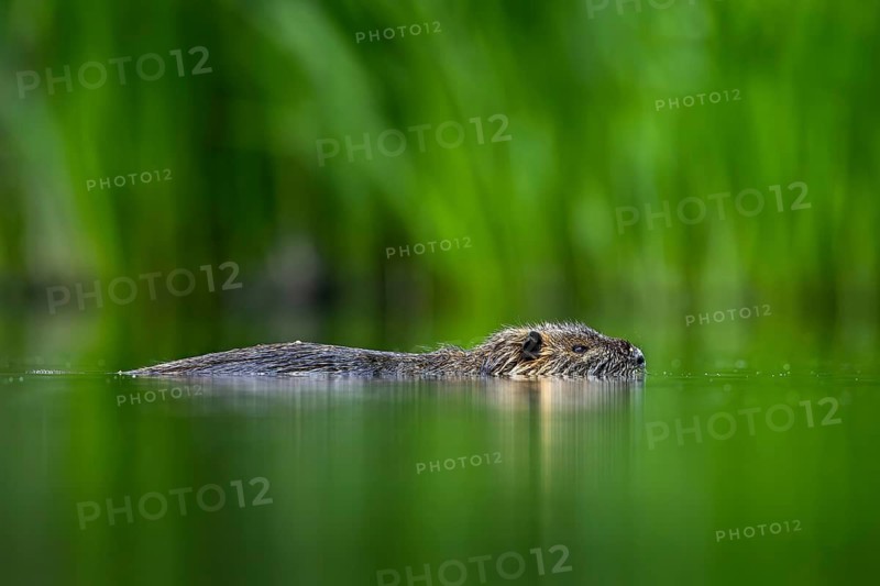 Coypu, nutria (Myocastor coypus) swimming in pond along reed bed, invasive rodent in Europe, native to South America
