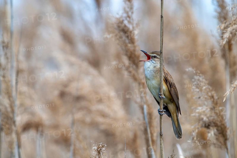 Acrocephalus Arundinaceus, Brandenburg, Germany, throttle warbler, Great Reed Warbler, Nabu, Nabu project, national natural heritage, natural paradise Grünhaus, post-mining landscape, birds, call, song, green house, passeri, singing, songbirds, birds, warbler