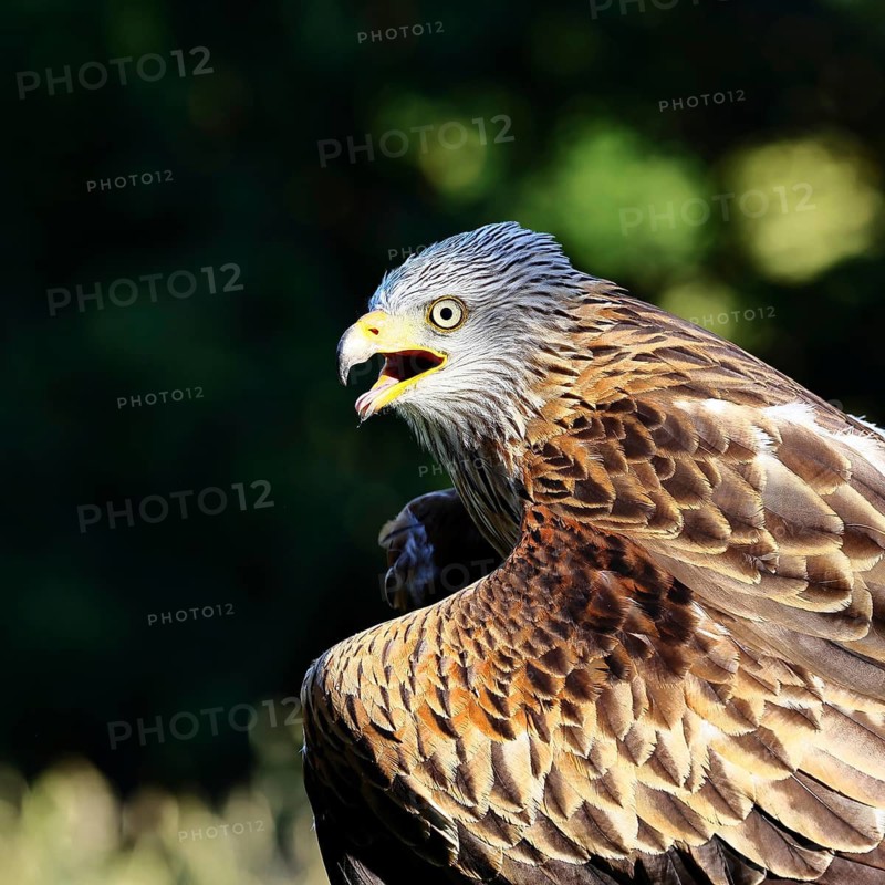 Red Kite (Milvus milvus), head portrait, animal portrait, in captivity, Rhineland-Palatinate, Germany