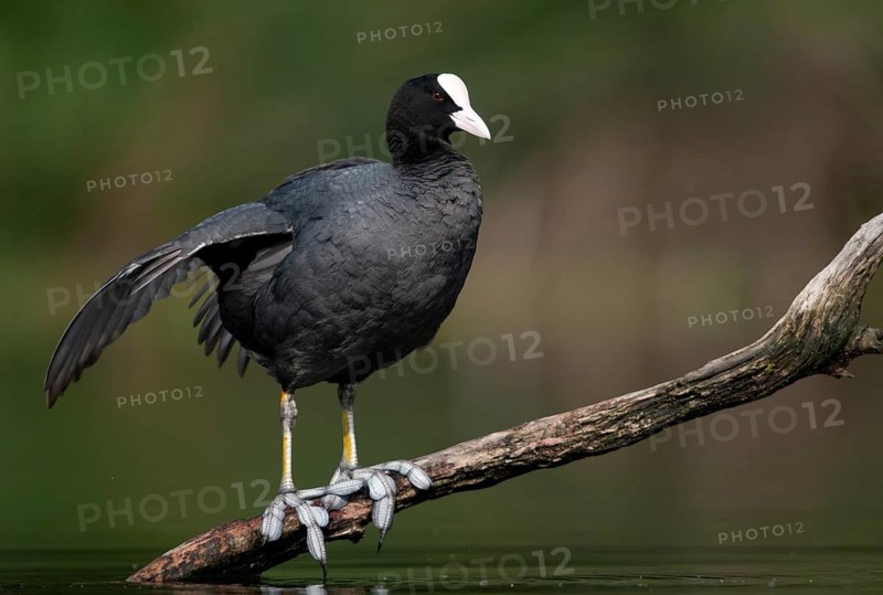 Eurasian Coot Coot, Fulica Atra, Birds, Coot Rail, Gruiformes, Crane Birds, Rails, Rallidae, Birds, Waterbirds, Waterbirds
