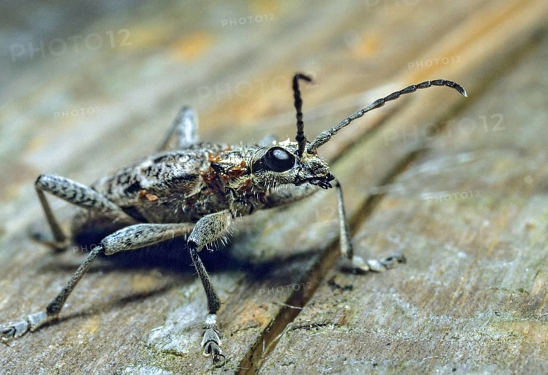 Small pintrestle, rhagium inquisitor, shotbuck, sensing pindeer, beetle, coleoptera, insects, beetles, ribbed pine borer