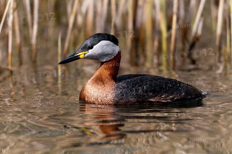 Podiceps grisegena, red-necked grebe, red-necked grebe, birds, grebe, podicipedidae, divers, birds, waterbirds, waterbirds