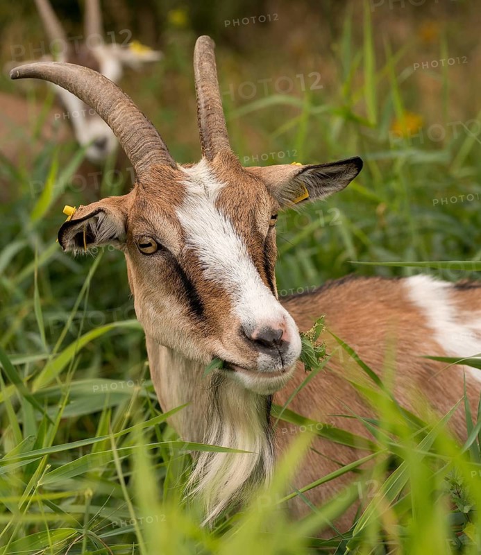 Artiodactyla, Capra aegagrus hircus, even-toed ungulate, domestic goat, cloven-hoofed, grazing, goat, grazing, pet, high size, portrait format, mammals, mammals, goat, goat grazing
