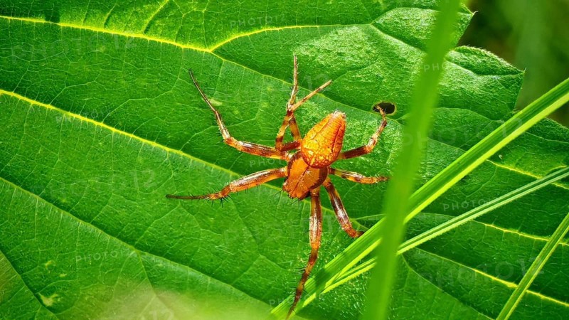 Close-up: An orange marsh cross spider, or strawberry spider (Araneus alsine), crawls across a large green leaf, glistening in the sunlight, Steinachklamm, Frankenwald nature park Park, Upper Franconia