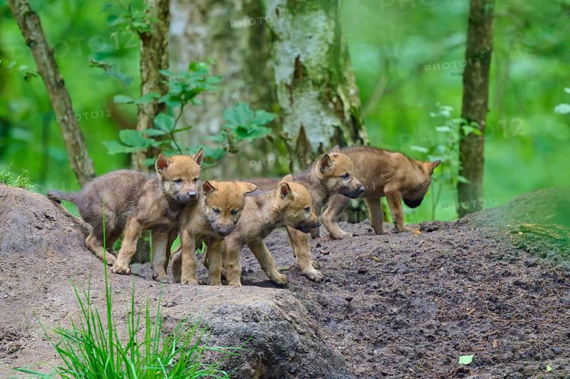 A group of wolf cubs curiously explore the forest floor in the background, wolf (Canis lupus), Germany