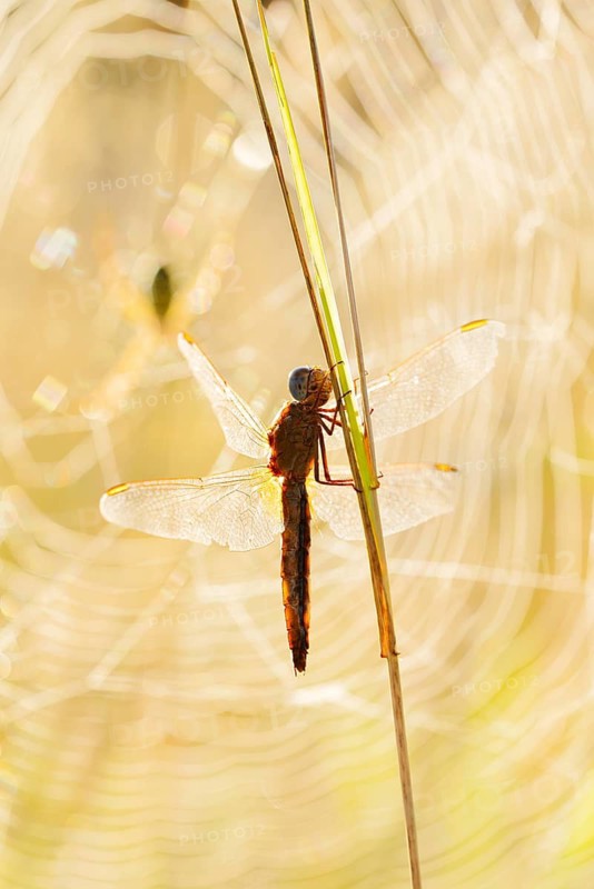 Scarlet Dragonfly (Crocothemis erythraea), female in front of the web of a wasp spider (Argiope bruennichi), North Rhine-Westphalia, Germany