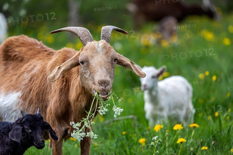 Goats on a pasture in the Swabian Jura. The animals are used as landscape conservationists. St. Johann, Baden-Württemberg, Germany