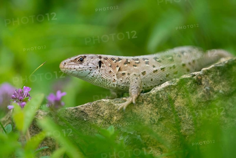 Lacerta agilis, sand lizard, critters, lizards, lizards, lizards, lizards, reptilia, reptiles, female