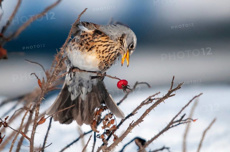 Fieldfares, Turdus pilaris, juniper thrush, birds, thrush, passeri, songbirds, thrush, birds