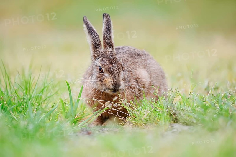 A brown hare (Lepus europaeus) sitting in a meadow, North Rhine-Westphalia, Germany