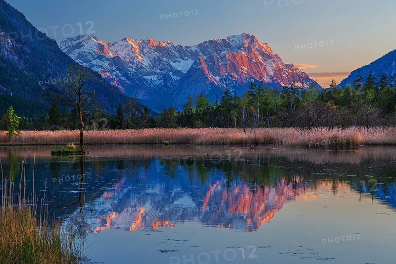 Moorgebiet Sieben Quellen with the Zugspitze Group 2962m at evening sun in spring, Eschenlohe, Loisach Valley, The Blue Land, Upper Bavaria, Bavaria, Germany