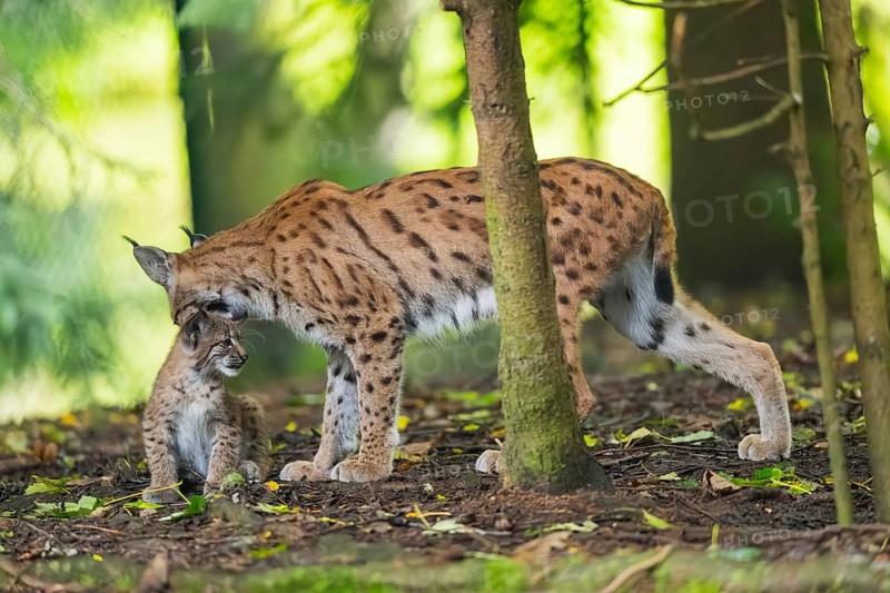 Eurasian lynx (Lynx lynx) mother with her youngster (cub) in a forest, Bavaria, Germany