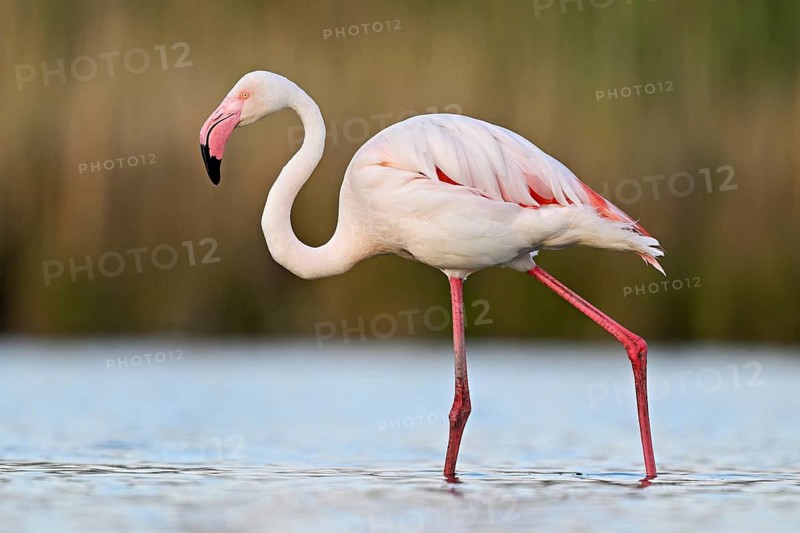 A greater flamingo (Phoenicopterus roseus), standing in the water, Camargue Regional Nature Park, southern France, France