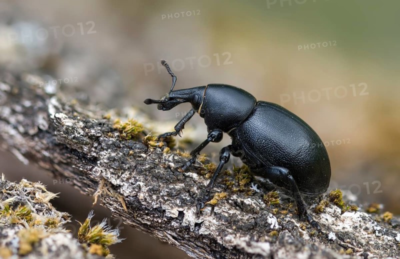 Carrot weevil, curculionidae, chervil weevils, liparus coronatus, weevils, beetles, coleoptera, insects, beetles