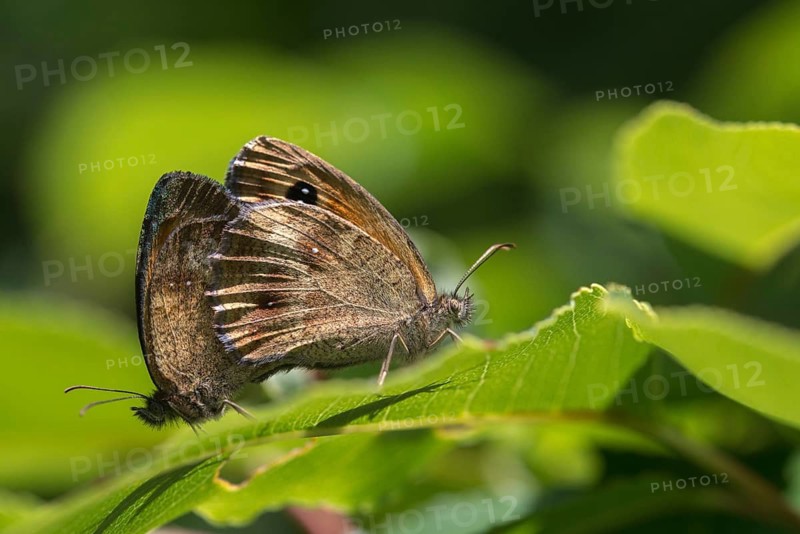 Erebia aethiops, grey-coined moth, scotch argus, dry turf forest moth, forest moth, forest moth, forest devil, butterfly, insects, butterfly, butterflies, butterflies