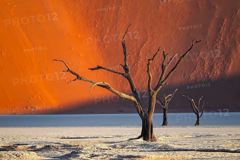 Dead camel thorn trees (Vachellia erioloba), red sand dunes, white salt pan, Dead Vlei, Sossusvlei, Namib Desert, Namib-Naukluft Park, Namibia