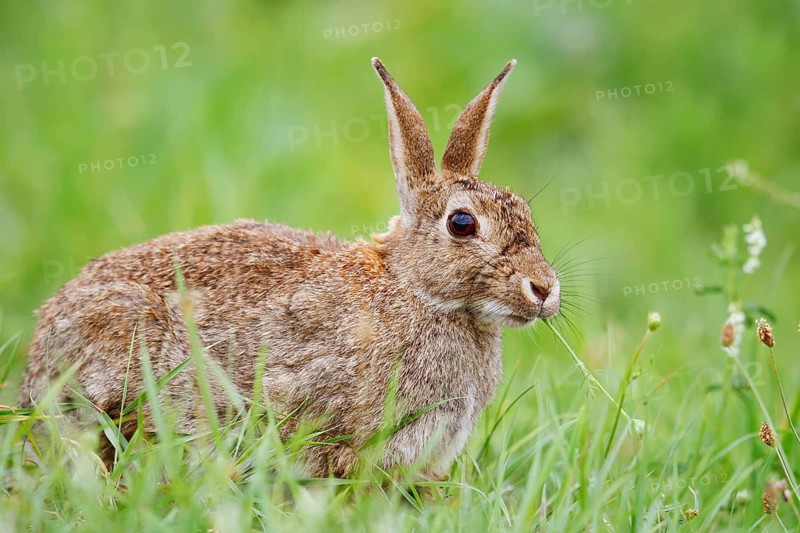 Wild rabbit (Oryctolagus cuniculus) sitting feeding in a meadow, North Rhine-Westphalia, Germany