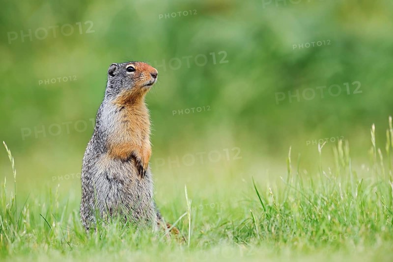 Columbian ground squirrel (Urocitellus columbianus, Spermophilus columbianus), Waterton Lakes National Park, Alberta, Canada