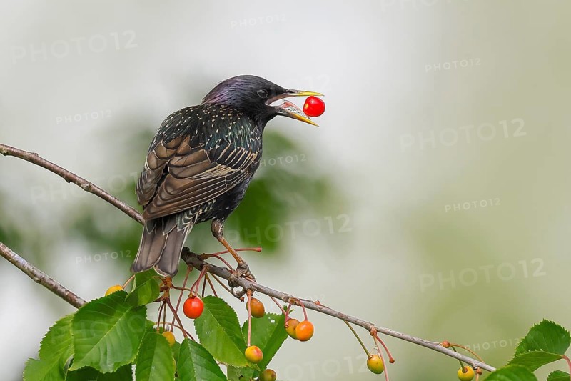Starling (Sturnus vulgaris), adult bird eating cherries, Altmühlsee, Altmühltal, Franconian Lake District, Middle Franconia, Franconia, Bavaria, Germany