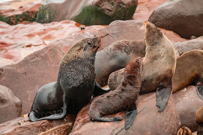 Seal colony, fur seal, Cape fur seal (Arctocephalus pusillus), Cape Cross, Atlantic coast, Namibia