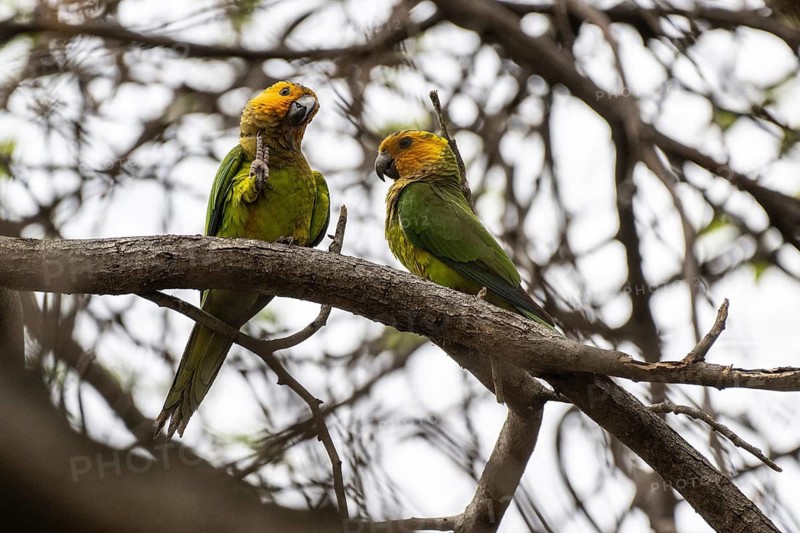St Thomas Parakeet (Eupsittula pertinax), Curacao