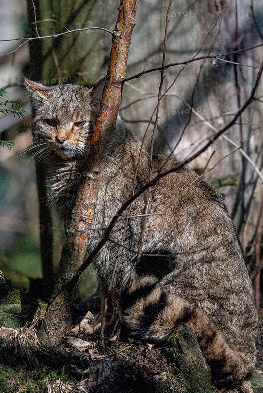 Carnivora, felis silvestris, predators, wildcat, high size, portrait format, mammals, raptors, sleep, mammals