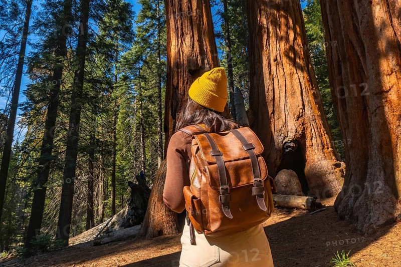 Woman wearing a yellow beanie and backpack, standing among towering giant sequoia trees in a forest, enjoying nature and experiencing the majestic scale of the ancient woodland