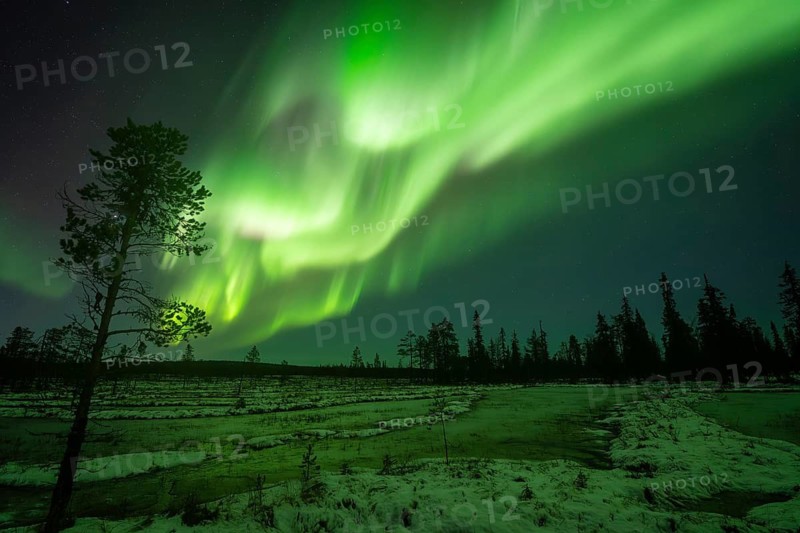Northern Lights (Aurora borealis), Muddus National Park, Laponia World Heritage Site, Norrbotten, Lapland, Sweden, October 2024