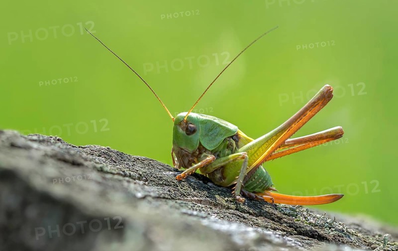 Decticus verrucivorus, grasshoppers, deciduous locusts, wart biters, ensifera, grasshoppers, grasshoppers, insects, long-feeler scares, nymph, wait biter