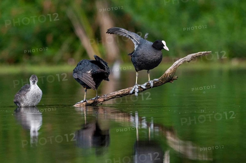 Eurasian Coot coot, fulica atra, birds, coot rail, gruiformes, adolescent, juvenile, crane birds, rails, railbirds, hooded birds, rallidae, birds, waterbirds, waterbirds