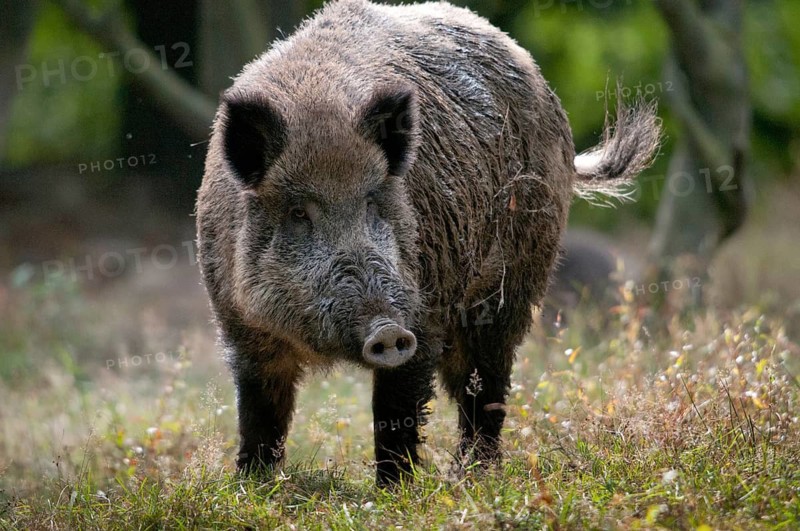 Artiodactyla, even-toed ungulate, cloven-hoofed, wild boar, wild boar, boar, boar, mammals, rancing season, intoxication, mammals