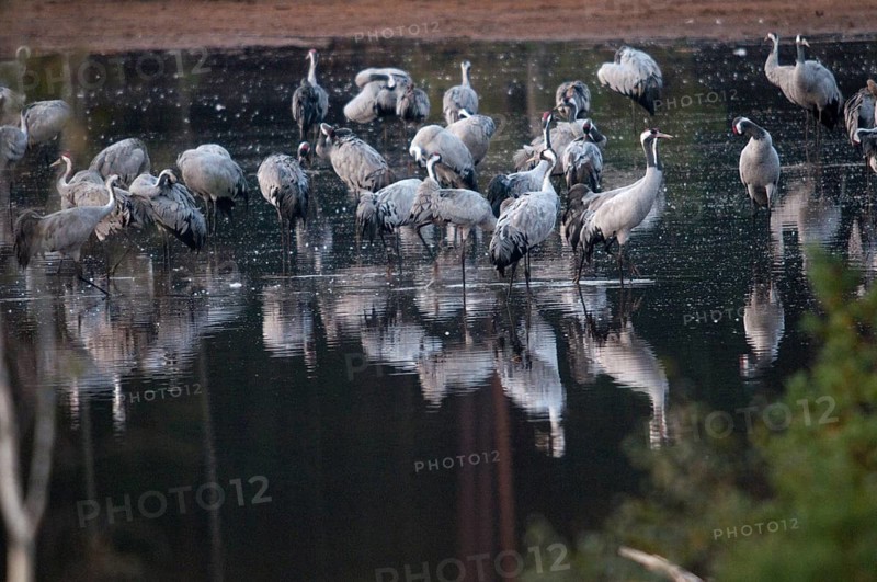 2010, Brandenburg, Crane, Germany, Grus Grus, Crane, Nabu, national natural heritage, natural paradise Grünhaus, post-mining landscape, birds, Gruidae, Gruiformes, green house, crane birds, sleeping place, stilt birds, birds