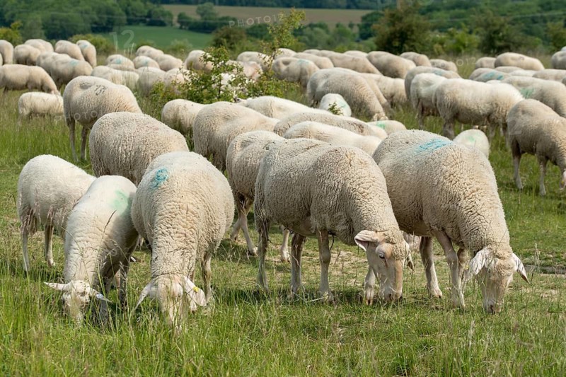 Artiodactyla, domestic sheep, even-toed ungulate, Germany, domestic sheep, nabu, natural heritage, Ovis Gmelini aries, cloven-hoofed, Thuringia, wind knobs, cultivated landscape, domesticated animals, pet, hut, herding, cultural landscape, landscape, mammals, nature reserve, sheep, sheep, mammals, migrating shepherd