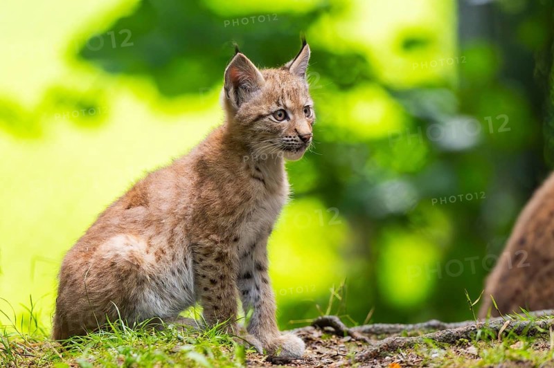 Eurasian lynx (Lynx lynx) youngsters (cub) sitting in a forest, Bavaria, Germany