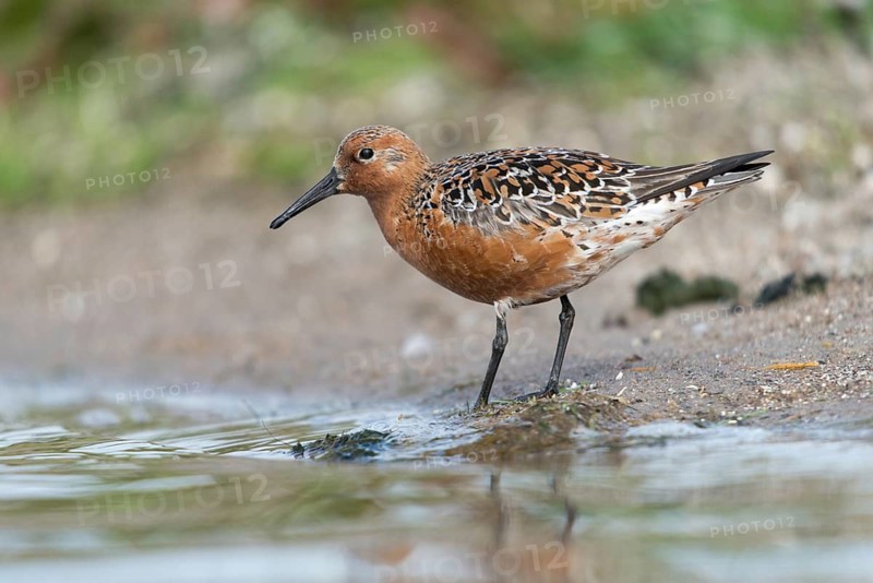 Calidris canutus, knot, knutt, coastal sandpiper, red knot, birds, breeding plumage, brood dress, charadriiformes, limikolen, magnificent dress, snipe birds, scolopacidae, birds, waders, waders, waders