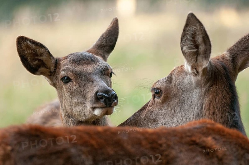 Artiodactyla, Cervus Elaphus, even-toed ungulate, cloven-hoofed, red deer, red deer, deer, mammals, mammals