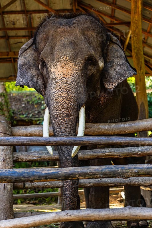 Elephant (Elephantidae) in captivity, Mae Sa Elephant Camp, Mae Rim, Chiang Mai, Thailand