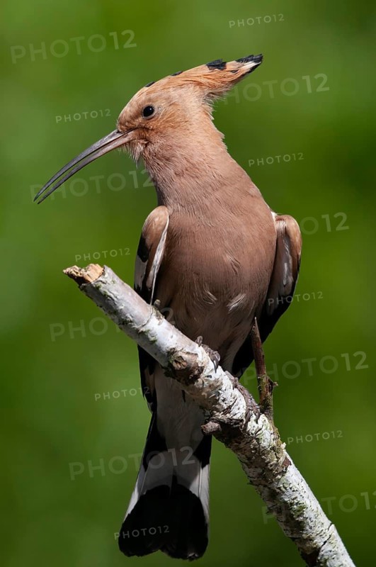 Brandenburg, Germany, hoopoe, Nabu, national natural heritage, natural paradise Grünhaus, upupa epops, hoopoe, post-mining landscape, birds, green house, high size, portrait format, upupidae, birds
