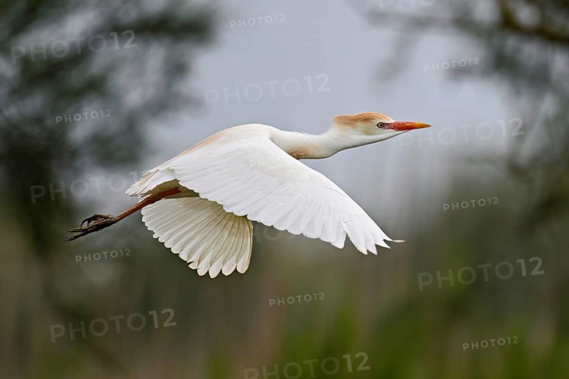 A cattle egret (Bubulcus ibis) in breeding plumage in flight, Camargue, southern France