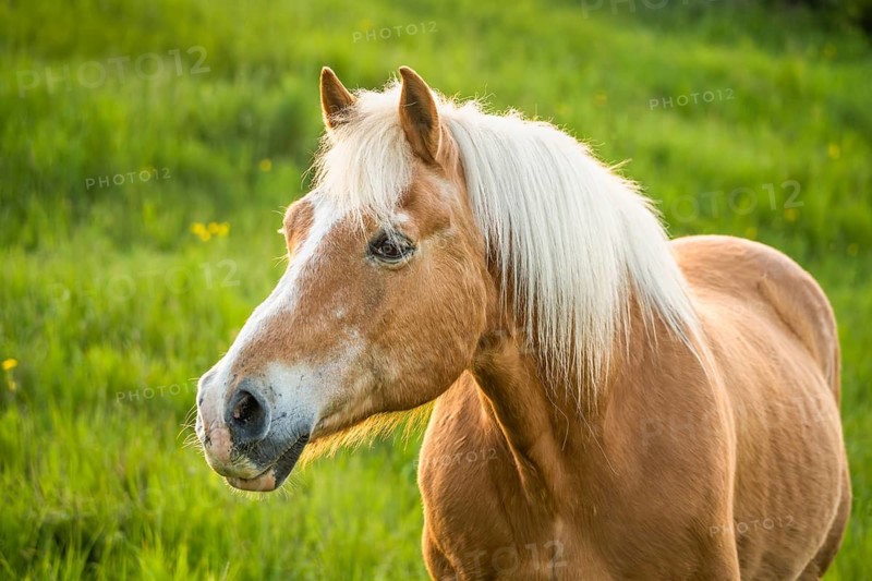 Horse, Haflinger, gelding, portrait, evening, in the pasture