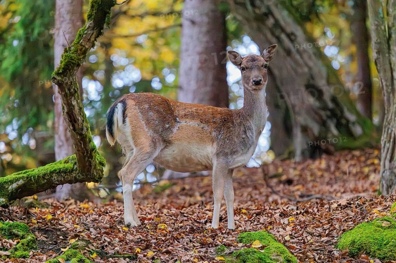 A female fallow deer (Dama dama) stands in a forest in hilly terrain, searching for food. Bavaria, Germany